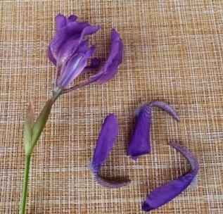 botanicheskij-razbor-irisa