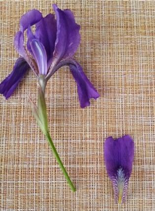 botanicheskij-razbor-irisa