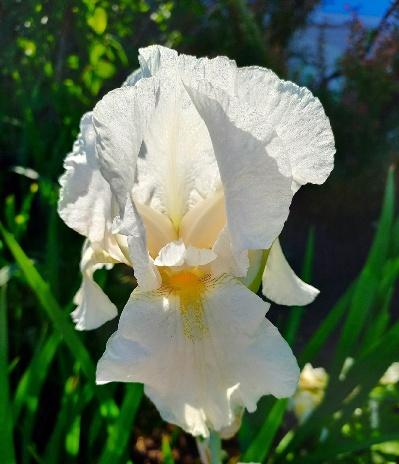 iris-florentijskij