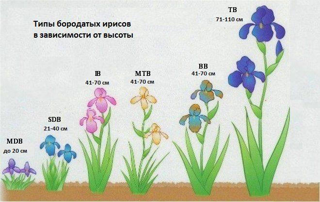 tipy-borodatyh-irisov