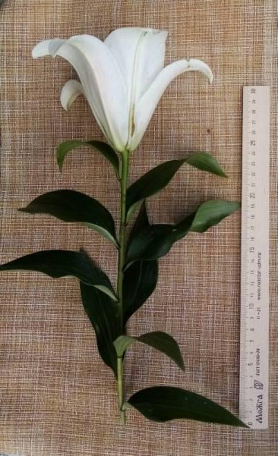 botanicheskij-razbor-lilii