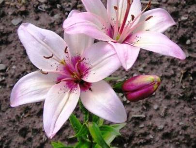 botanicheskij-razbor-lilii