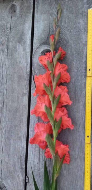botanicheskij-razbor-gladiolusa
