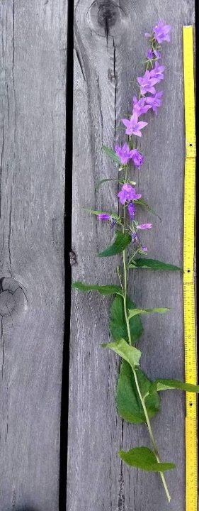 Botanicheskij razbor kolokol`chika sadovogo