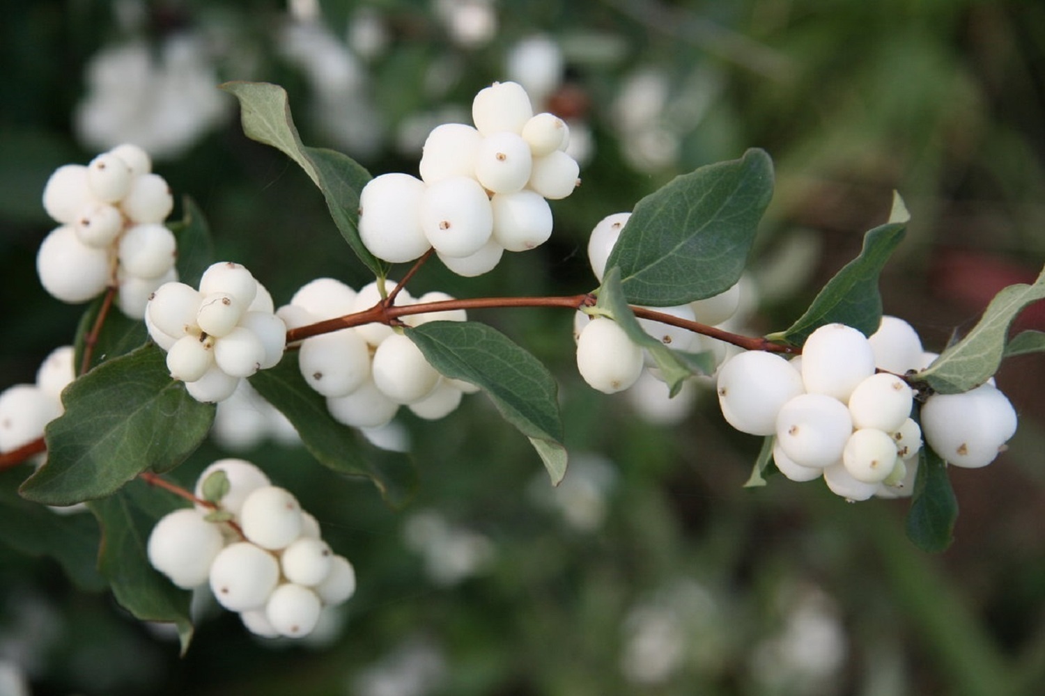 botanicheskiy razbor snezhnoyagodnika